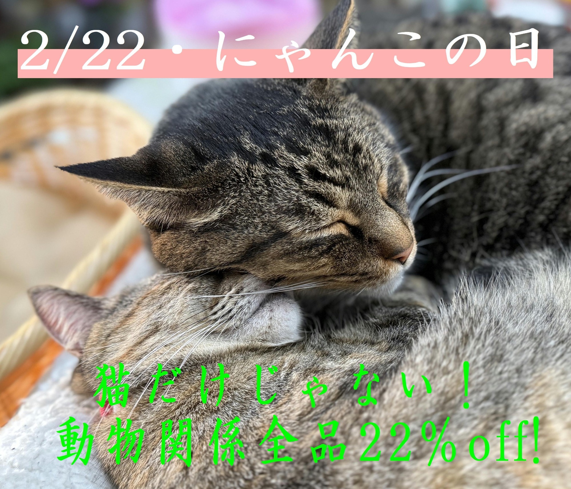 猫の日 猫の日